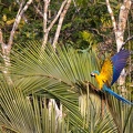 Ara bleu Ara ararauna - Blue-and-yellow Macaw