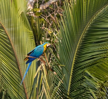 Ara bleu Ara ararauna - Blue-and-yellow Macaw