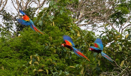 Ara chloroptère Ara chloropterus - Red-and-green Macaw et Ara rouge Ara macao - Scarlet Macaw
