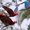 envol de la colpa de chuncho : Ara chloroptère Ara chloropterus - Red-and-green Macaw