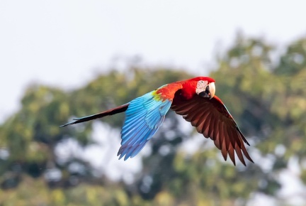 Ara chloroptère Ara chloropterus - Red-and-green Macaw