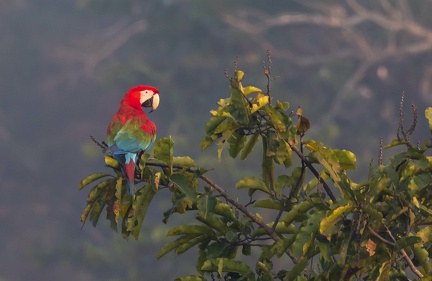 Ara chloroptère Ara chloropterus - Red-and-green Macaw
