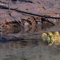 caïman blanc (Caiman crocodilus)