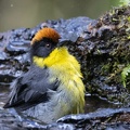 Tohi à miroir Atlapetes latinuchus - Yellow-breasted Brushfinch