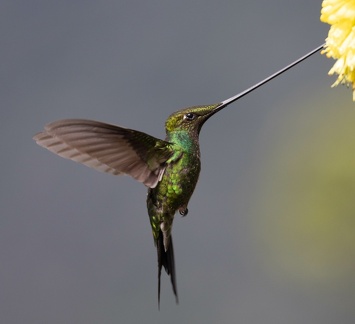 Colibri porte-épée Ensifera ensifera - Sword-billed Hummingbird