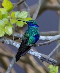 Colibri anaïs Colibri d'Anaïs Colibri coruscans - Sparkling Violetear