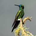 Érione catherine Eriocnemis luciani - Sapphire-vented Puffleg