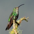 Colibri de Lafresnaye Lafresnaya lafresnayi - Mountain Velvetbreast  (femelle)