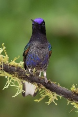 Colibri de Jardine Boissonneaua jardini - Velvet-purple Coronet