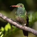 Ariane à ventre gris Amazilia tzacatl - Rufous-tailed Hummingbird