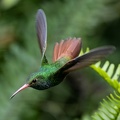 Ariane à ventre gris Amazilia tzacatl - Rufous-tailed Hummingbird