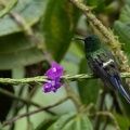 Coquette à queue fine Discosura conversii - Green Thorntail (male)