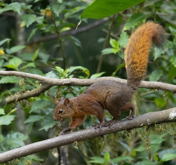 Écureuil à queue rouge  Sciurus granatensis