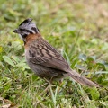Bruant chingolo Zonotrichia capensis - Rufous-collared Sparrow