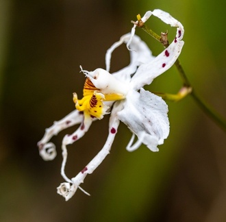 orchidée : Odontoglossum