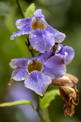 Thunbergia grandiflora - Thunbergie à grandes fleurs, Trompettes du Bengale
