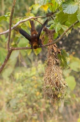 Cassique roussâtre Psarocolius angustifrons - Russet-backed Oropendola