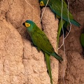 colpa sur la rivière tambopata : Ara macavouanne Orthopsittaca manilatus - Red-bellied Macaw