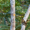 Tamatia striolé Nystalus striolatus - Eastern Striolated Puffbird