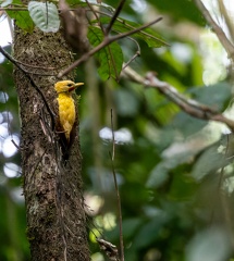  Pic jaune Celeus flavus - Cream-colored Woodpecker