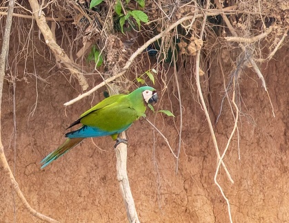 colpa sur le rio tambopata : Ara vert Ara severus - Chestnut-fronted Macaw