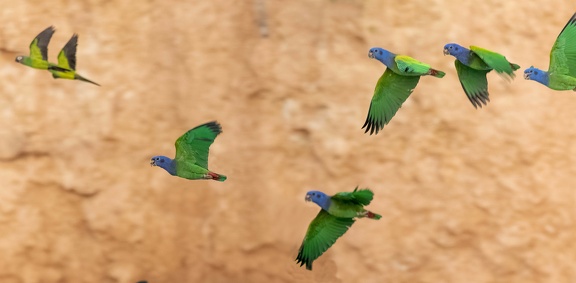 colpa sur la rivière tambopata : Pione à tête bleue Pionus menstruus - Blue-headed Parrotet et Conure de Weddell Aratinga weddellii - Dusky-headed Parakeet
