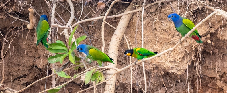 colpa sur la rivière tambopata : Caïque de Barraband Pyrilia barrabandi - Orange-cheeked Parrot et Pione à tête bleue Pionus menstruus - Blue-headed Parrot