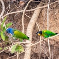 colpa sur la rivière tambopata : Caïque de Barraband Pyrilia barrabandi - Orange-cheeked Parrot et Pione à tête bleue Pionus menstruus - Blue-headed Parrot