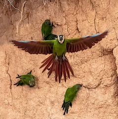  colpa sur la rivière tambopata : Ara vert Ara severus - Chestnut-fronted Macaw et Conure de Weddell Aratinga weddellii - Dusky-headed Parakeet