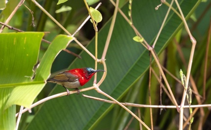Souimanga siparaja Aethopyga siparaja - Crimson Sunbird