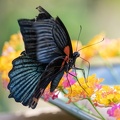 Grand Mormon (Papilio memnon) 