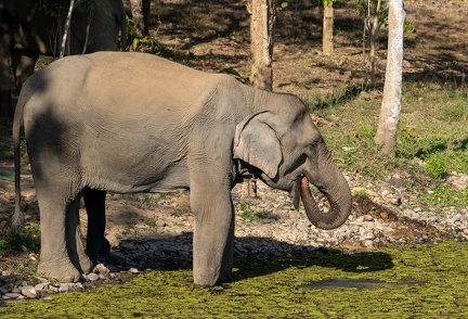 éléphant d'Asie