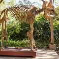 éléphant d'Asie : squelette