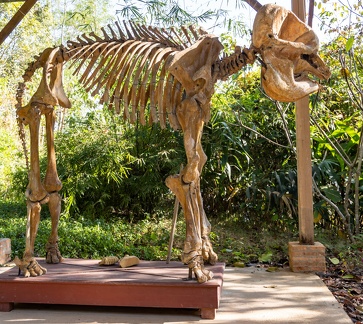 éléphant d'Asie : squelette