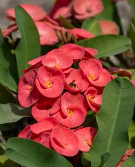 couronne d'épines (Euphorbia milii)