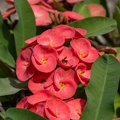 couronne d'épines (Euphorbia milii)