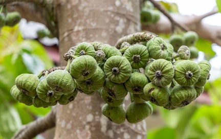 Ficus auriculata – Figuier à oreillettes