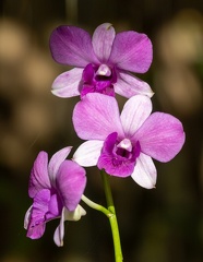 orchidée : Vappodes phalaenopsis