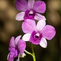 orchidée : Vappodes phalaenopsis