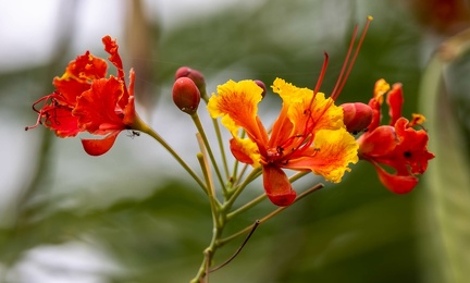  Caesalpinia pulcherrima Fleur de paon, Flamboyant, Petit Flamboyant, Orgueil de Chine