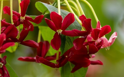 Quisqualis fleur rouge