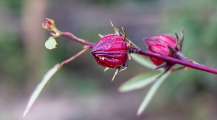 Hibiscus sabdariffa - oseille de guinée