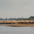 île de Dong Khong : les vaches sur la plage