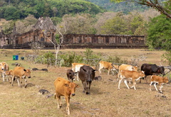 Vat Phou