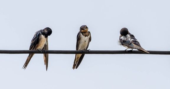 Hirondelle rustique Hirundo rustica - Barn Swallow