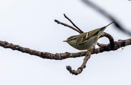 Pouillot à grands sourcils Phylloscopus inornatus - Yellow-browed Warbler