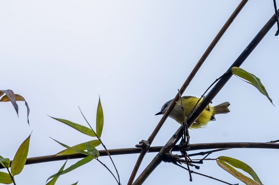 Pouillot à tête grise Phylloscopus xanthoschistos - Grey-hooded Warbler