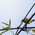 Pouillot à tête grise Phylloscopus xanthoschistos - Grey-hooded Warbler