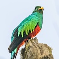 Quetzal doré Pharomachrus auriceps - Golden-headed Quetzal