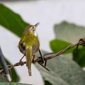 Couturière à longue queue Orthotomus sutorius - Common Tailorbird